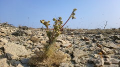 Seseli dichotomum
