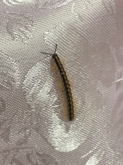 Helicorthomorpha