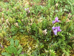 Oxytropis scammaniana