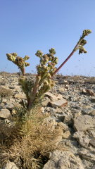 Seseli dichotomum