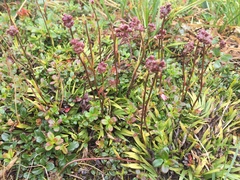 Tofieldia coccinea