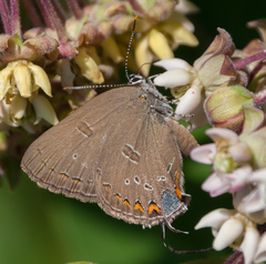 Satyrium edwardsii