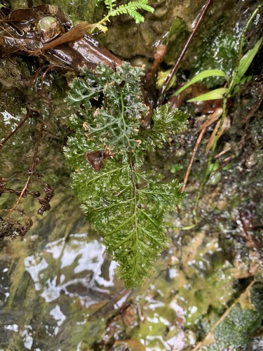 Abrodictyum obscurum iNat (2)