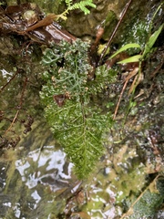 Trichomanes obscurum