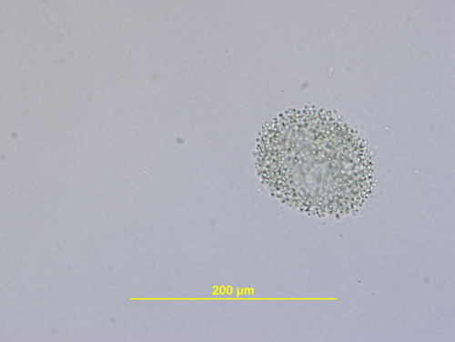 Polycystis, 2008-09-10