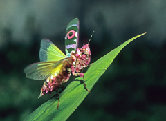 Pseudocreobotra ocellata