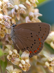 Satyrium titus