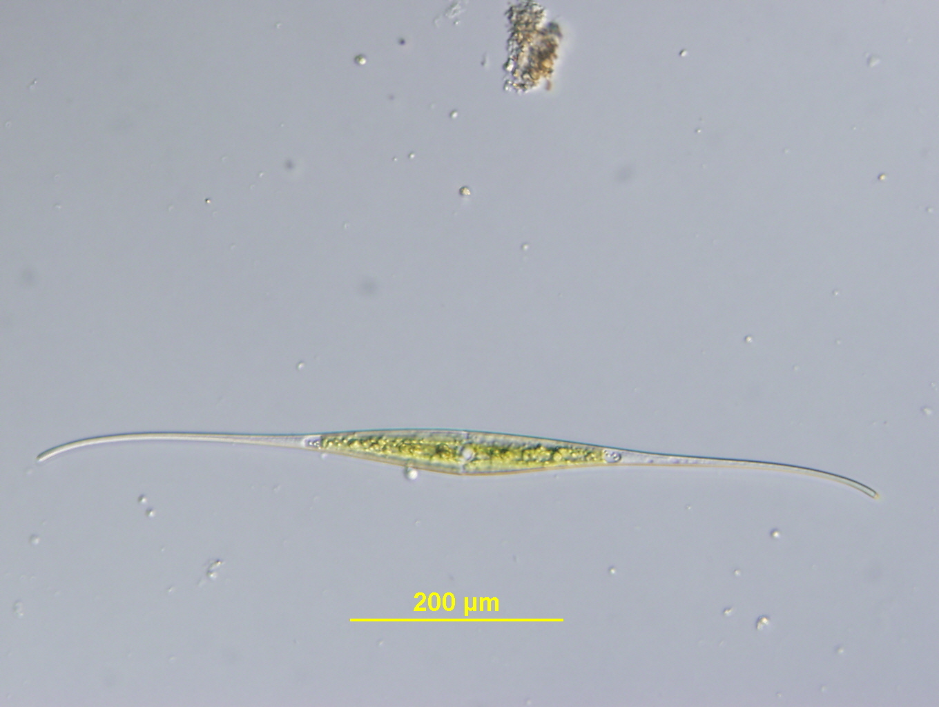 Closterium kuetzingii