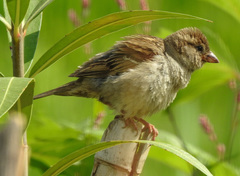 Passer domesticus