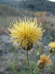 Centaurea collina