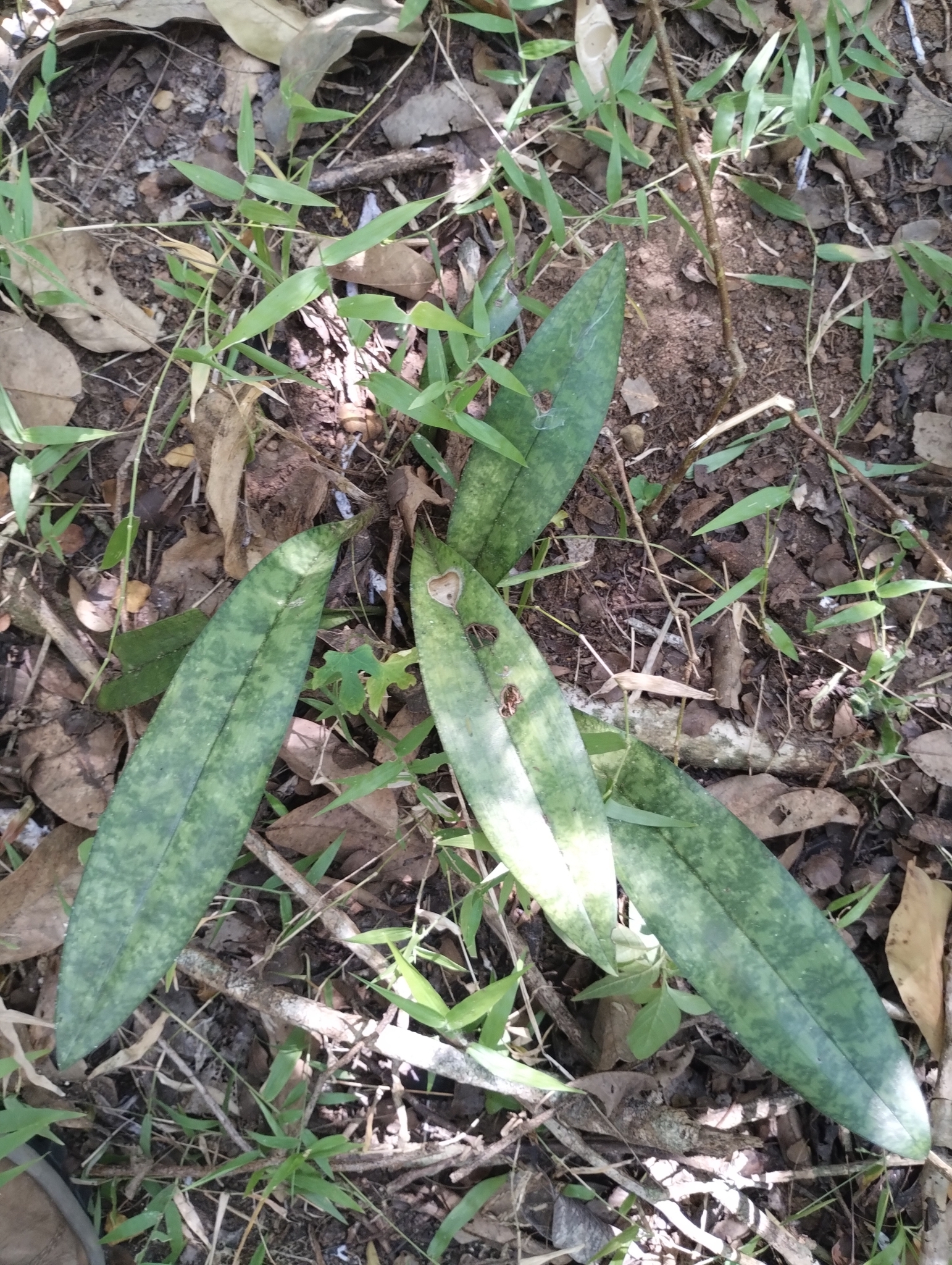 Eulophia maculata