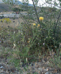 Centaurea collina