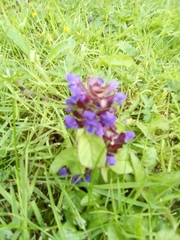 Prunella vulgaris