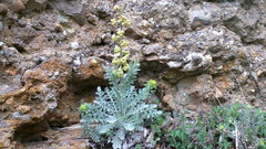 Matthiola odoratissima