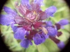 Prunella vulgaris
