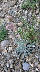Matthiola odoratissima