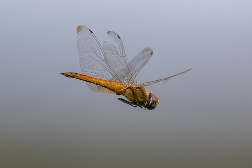 Wandering Glider photographed in Missouri
