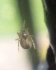 Araneae