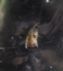 Araneae
