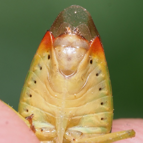 Krūminė Skydblakė nuotrauka