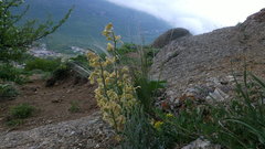 Matthiola odoratissima