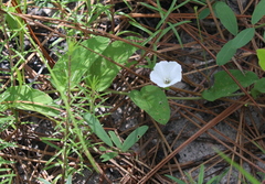 Stylisma humistrata