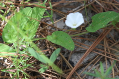 Stylisma humistrata
