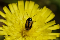 Cryptocephalus vittatus