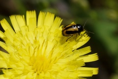 Cryptocephalus vittatus