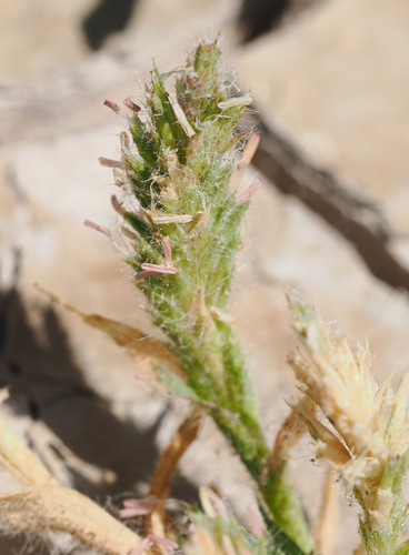Tuctoria mucronata