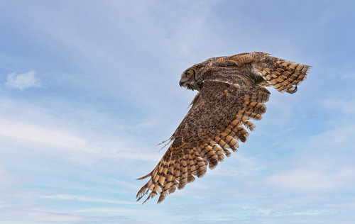 Great Horned Owl photographed in Texas