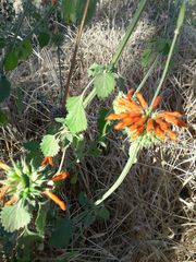 Leonotis nepetifolia nepetifolia