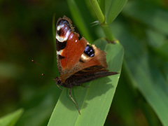Aglais io