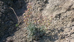 Matthiola odoratissima