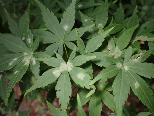 Sawadaea polyfida