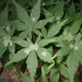 Sawadaea polyfida