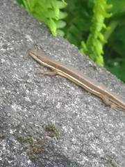 Takydromus formosanus