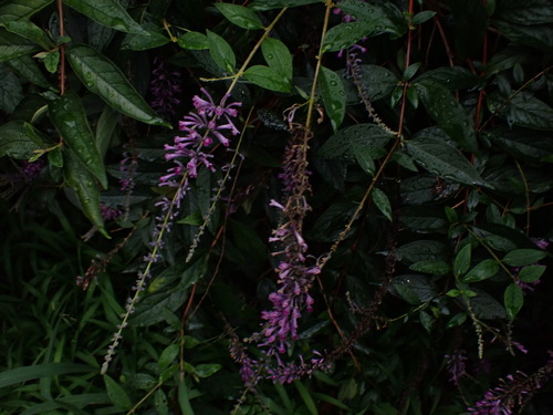 Buddleja japonica, photograph 4