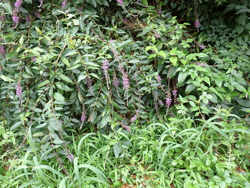 Buddleja japonica, photograph 2