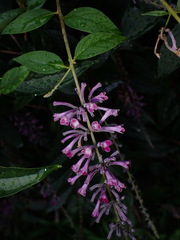 Buddleja japonica, photograph (c) W Rao, some rights reserved (CC BY)