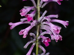 Buddleja japonica, photograph (c) W Rao, some rights reserved (CC BY)