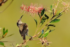 Gliciphila undulata