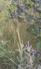 Hesperostipa spartea