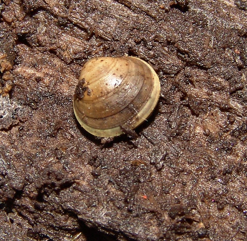 Herrington fingernailclam