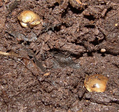 Sphaerium occidentale