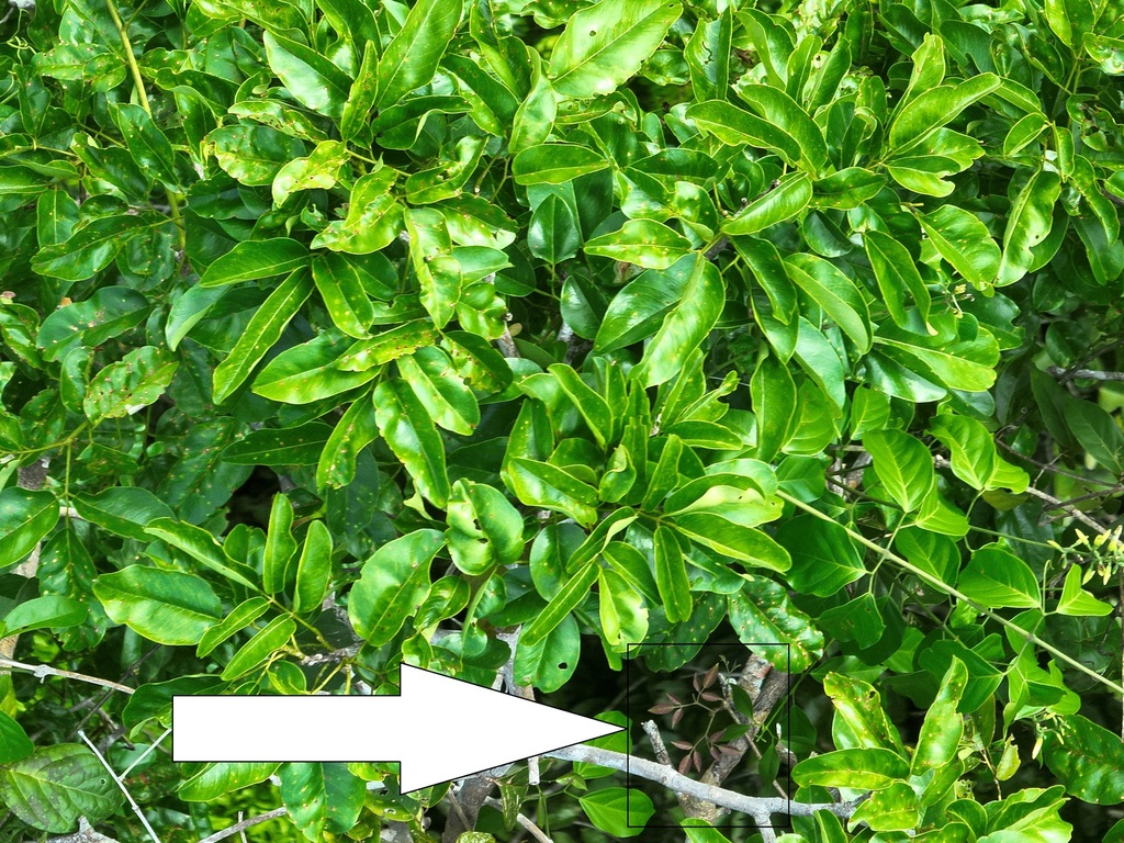 Pachyptera aromatica