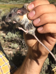 Peromyscus truei