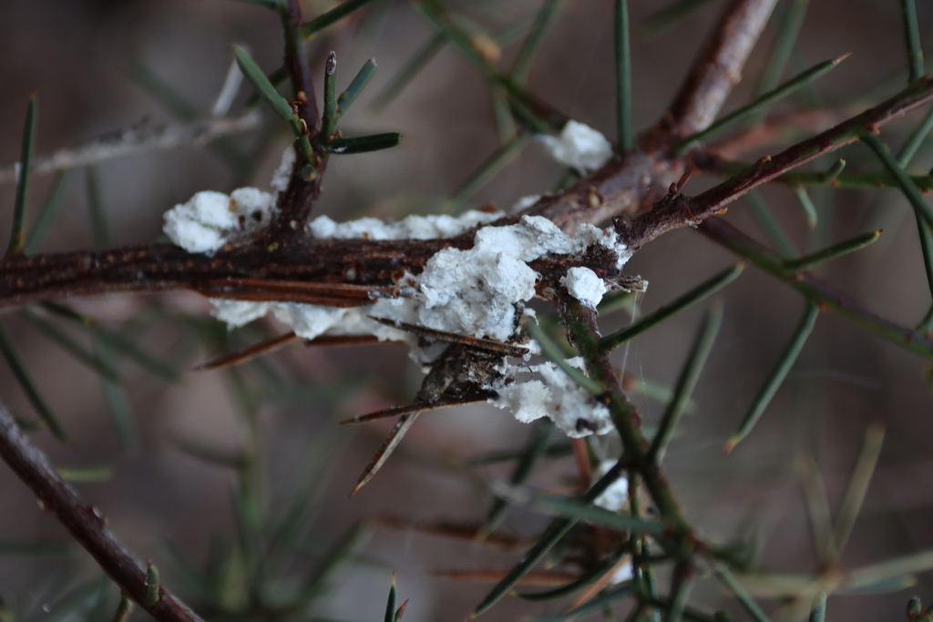 Scale Insects from Longlea VIC 3551, Australia on June 22, 2024 at 08: ...