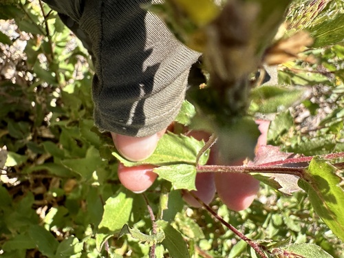 Image of Hazardia whitneyi by no rights reserved