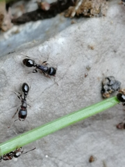 Tetramorium caespitum